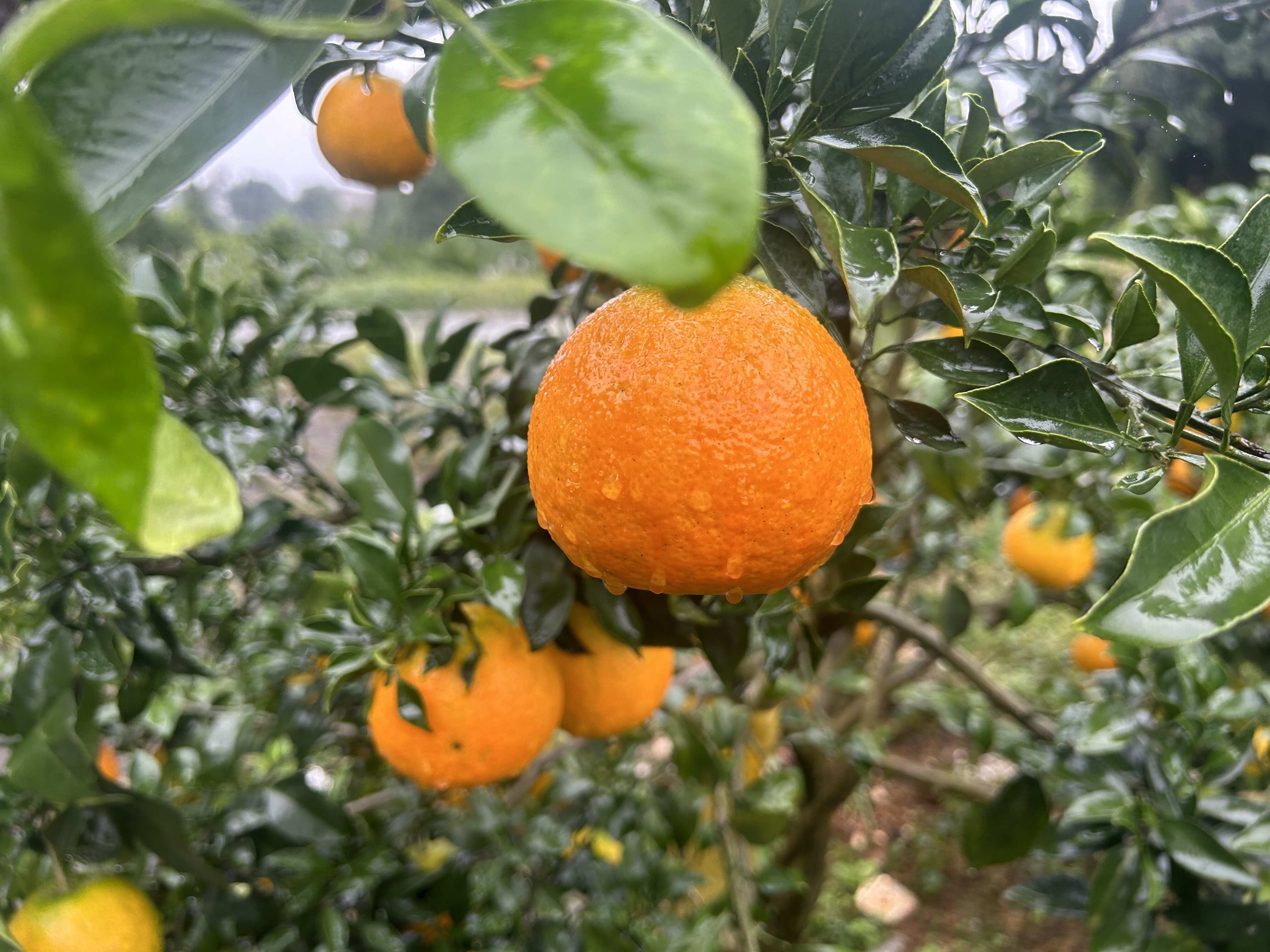 四川爱媛果冻橙，耙耙柑