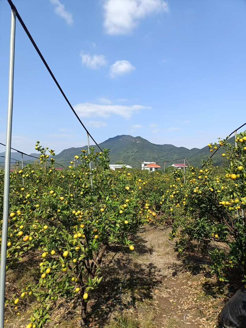 江西遂川金橘大量现货金桔