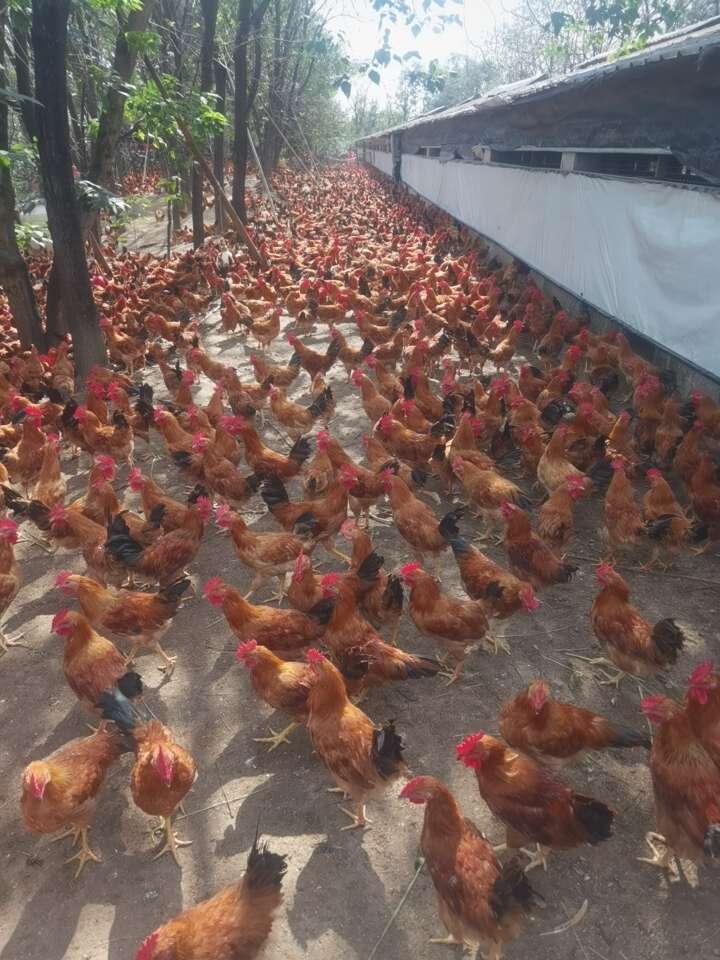 皖南土鸡，肉质细腻质量健康保证