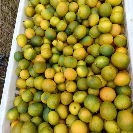 江西遂川金橘大量现货金桔