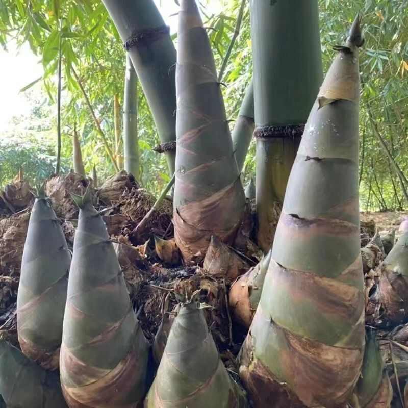 麻竹种苗竹鞭大叶甜竹笋苗种食用甜竹笋地栽麻竹兜批发竹苗
