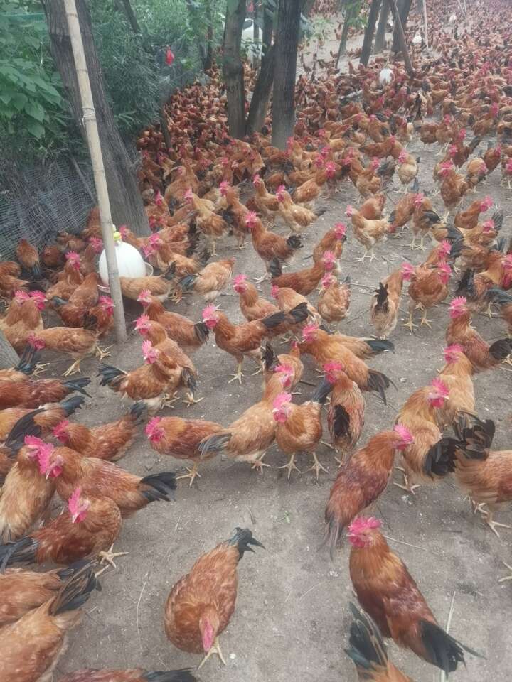 皖南土鸡，肉质细腻质量健康保证