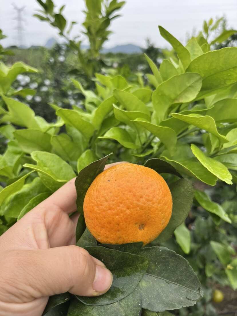广西大山里的金秋砂糖桔