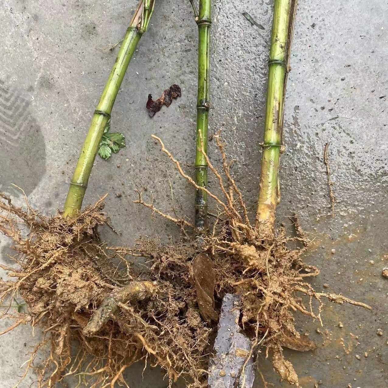 食用水竹苗美味竹笋苗竹根苗甜竹苗野生竹笋苗竹子苗竹子根苗