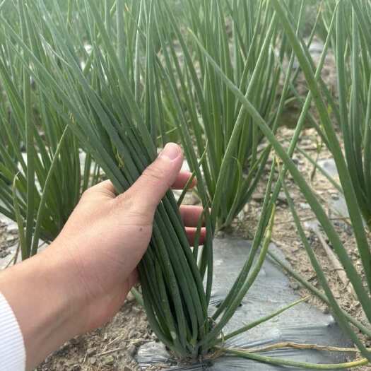 广西四季葱大量上市有需要的可以联系产地直接发