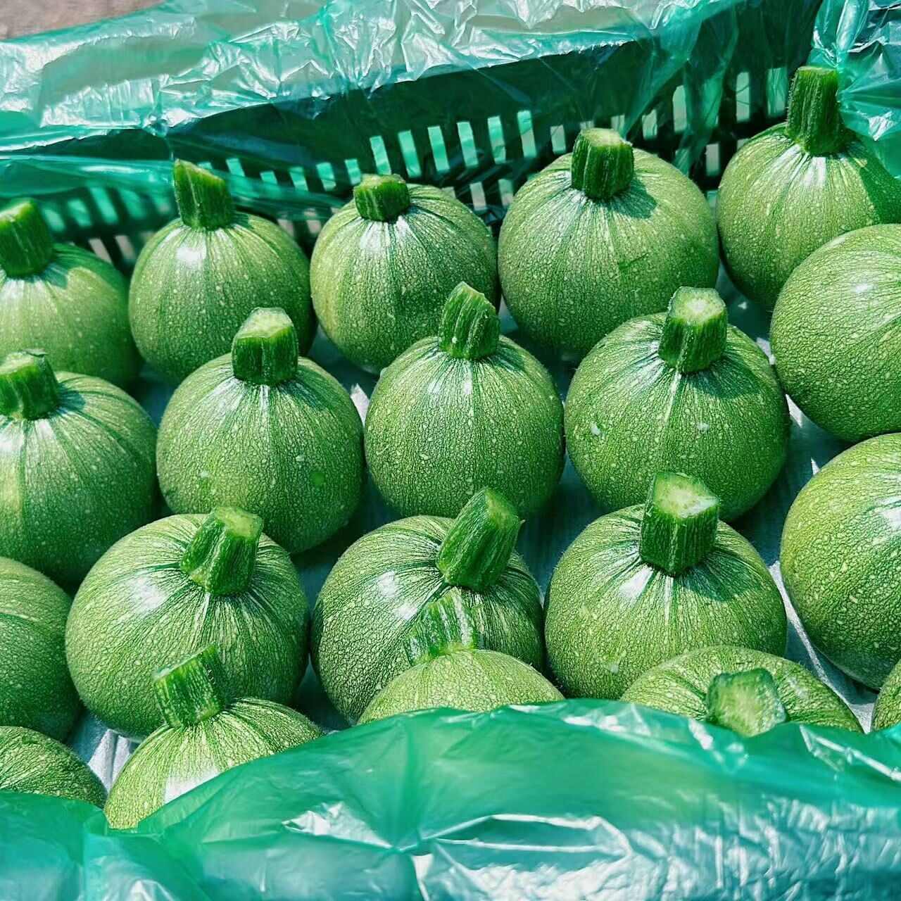 新鲜嫩南瓜小圆瓜嫩南瓜圆西葫芦云南四川特产