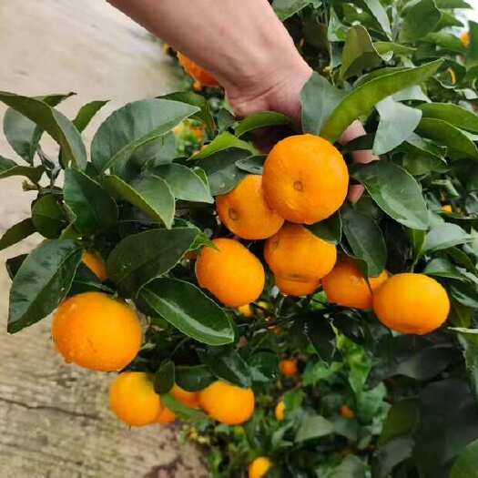 资中县500万斤的金秋园子，期待老板你来盘。