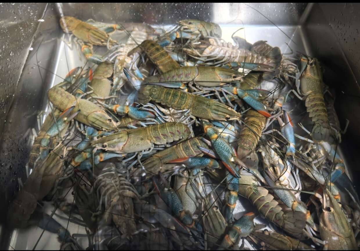 澳洲蓝龙虾自家养殖，规格7/8/9钱以上，大小合适，肉质饱满
