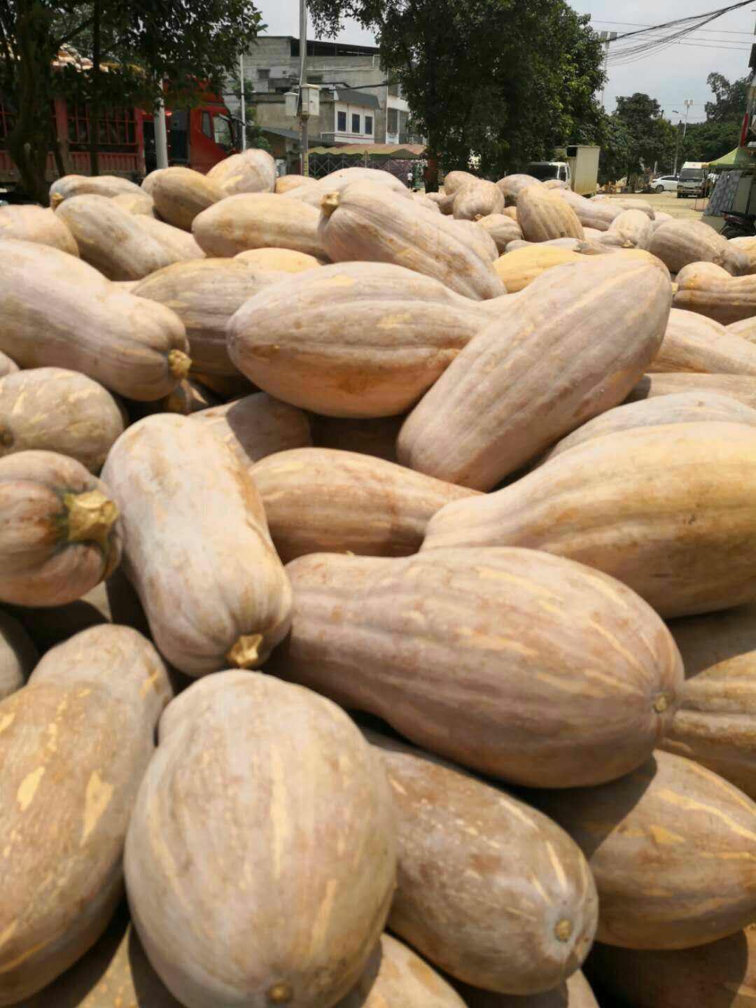 蜜本老南瓜，肉厚香甜，大量供应