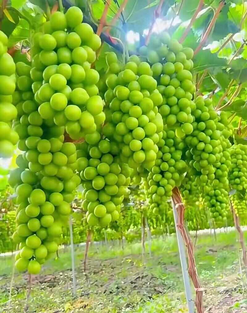 阳光玫瑰葡萄
