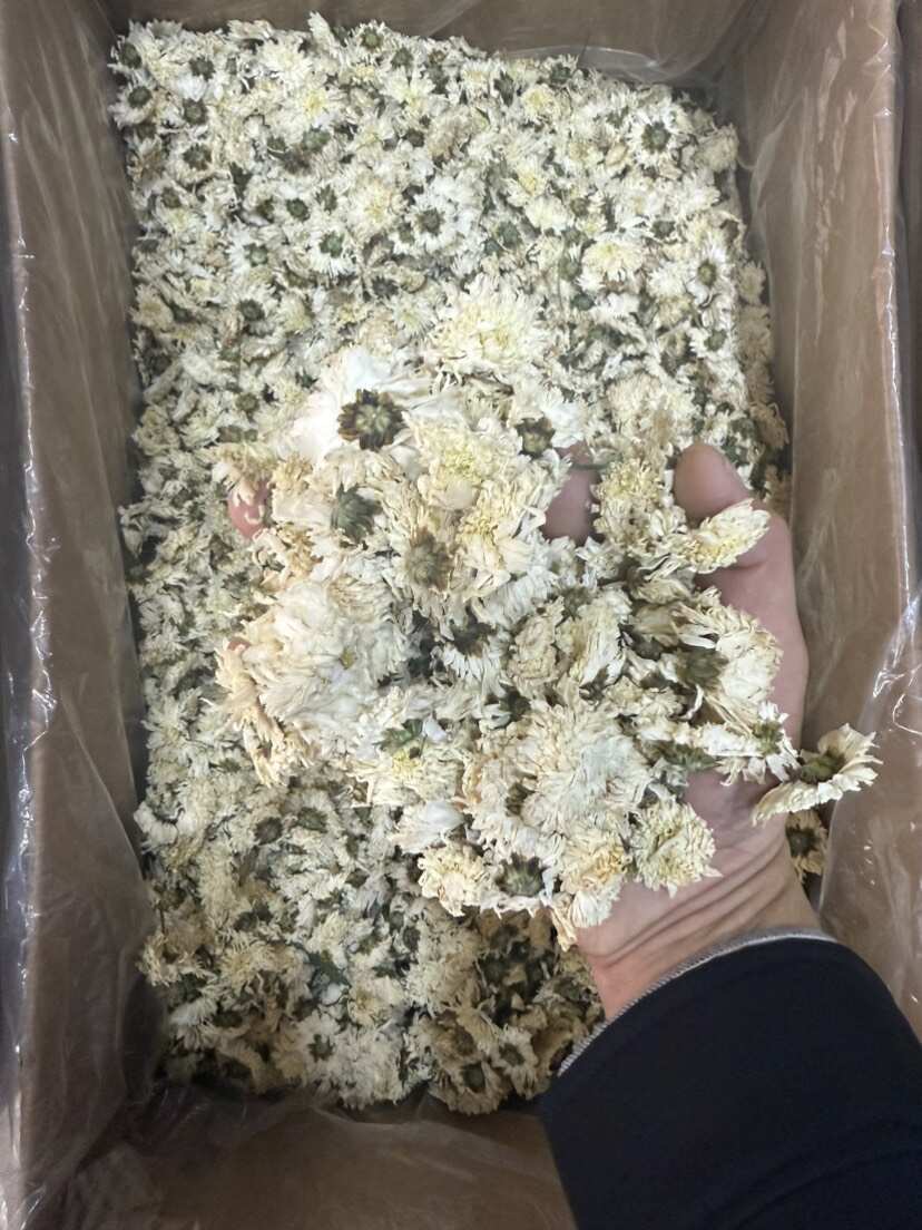 菊花 七月菊  贡菊  拿样包邮