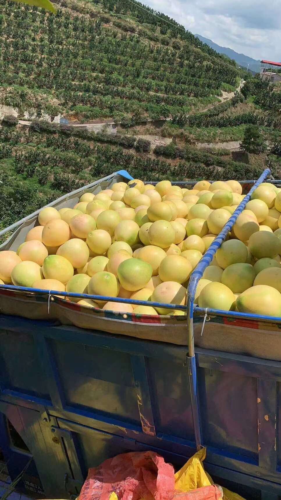 竹盐金柚条，天然绿色食品茶点，轻食健康回味富含膳食维C