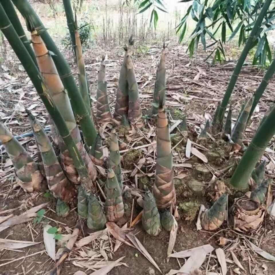 麻竹种苗竹鞭大叶甜竹笋苗种食用甜竹笋地栽麻竹兜批发竹苗