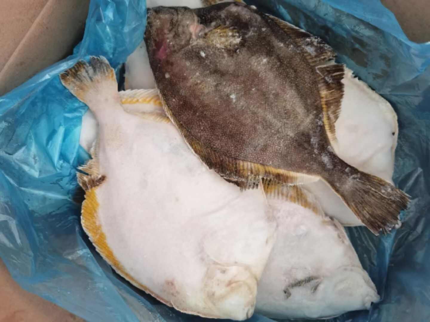 俄罗斯黄金蝶鱼