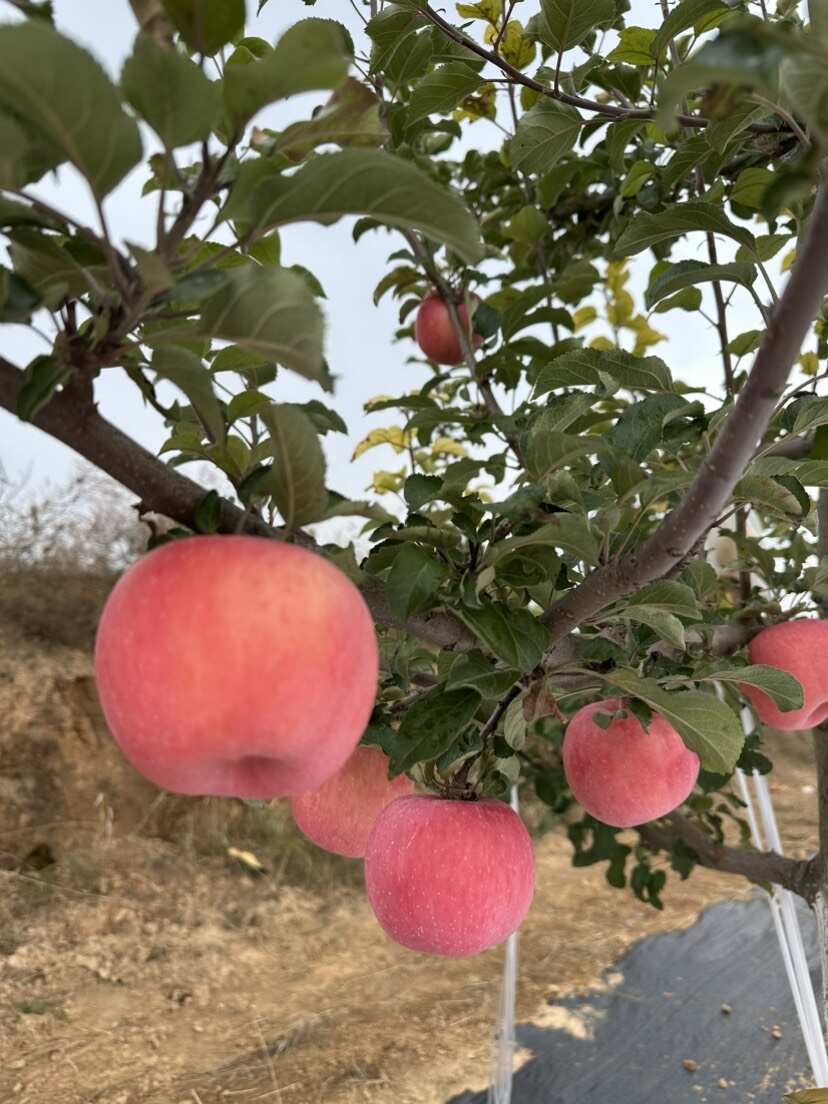 陕北山地苹果