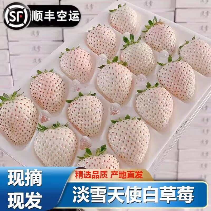 顺丰包邮淡雪天使白草莓白雪公主白草莓香甜草莓当季水果新鲜现摘