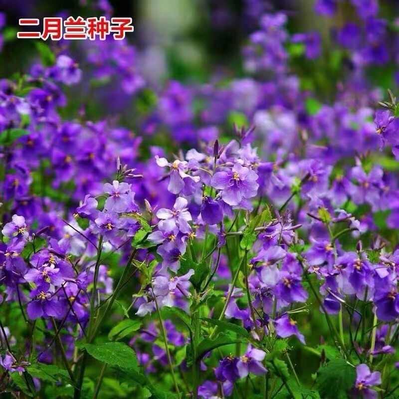 二月兰种子耐寒耐阴冬季耐寒室外植物四季诸葛菜菜子