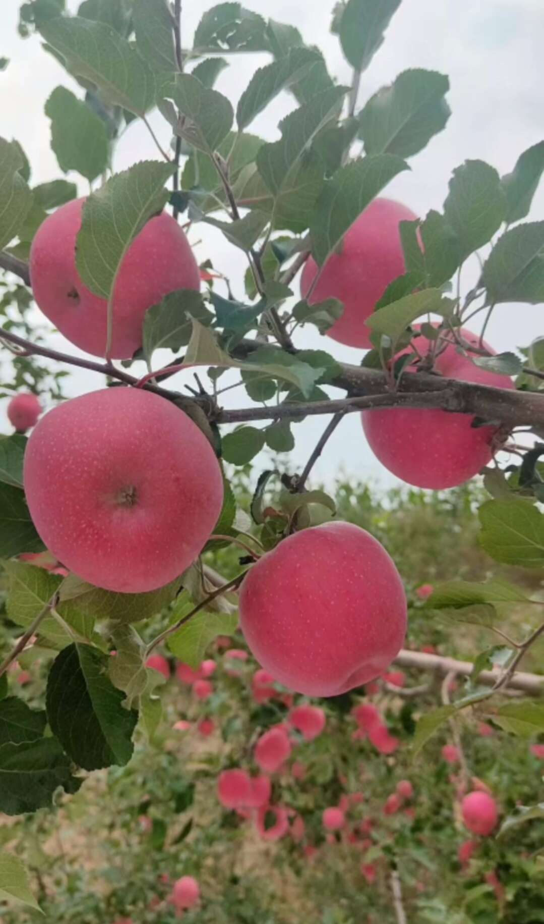 静宁红富士，自产自销