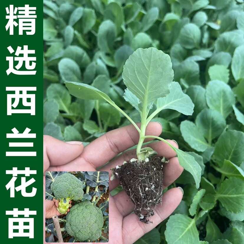 西兰花苗秧苗有机花菜苗菜花秧四季种植耐寒蔬菜苗盆栽苗