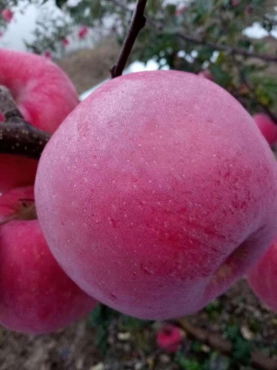 甘肃天水秦安红富士苹果产地直发
