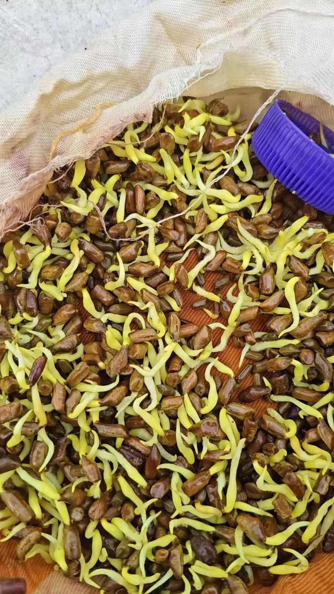 决明子种子四季播种耐寒耐旱山体复绿护坡常用品种