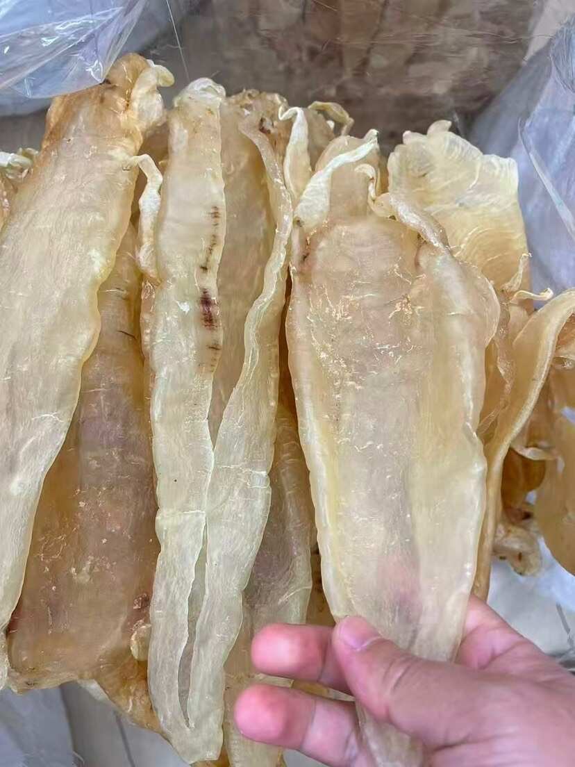 巴西北海母 精选漂亮货 厚肉囗感胶质好 5头