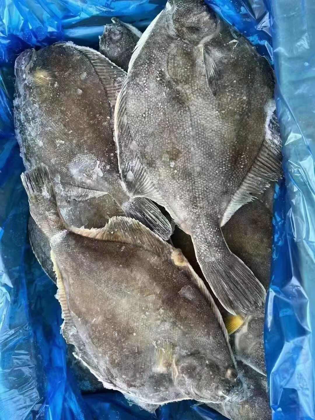 俄罗斯黄金蝶鱼