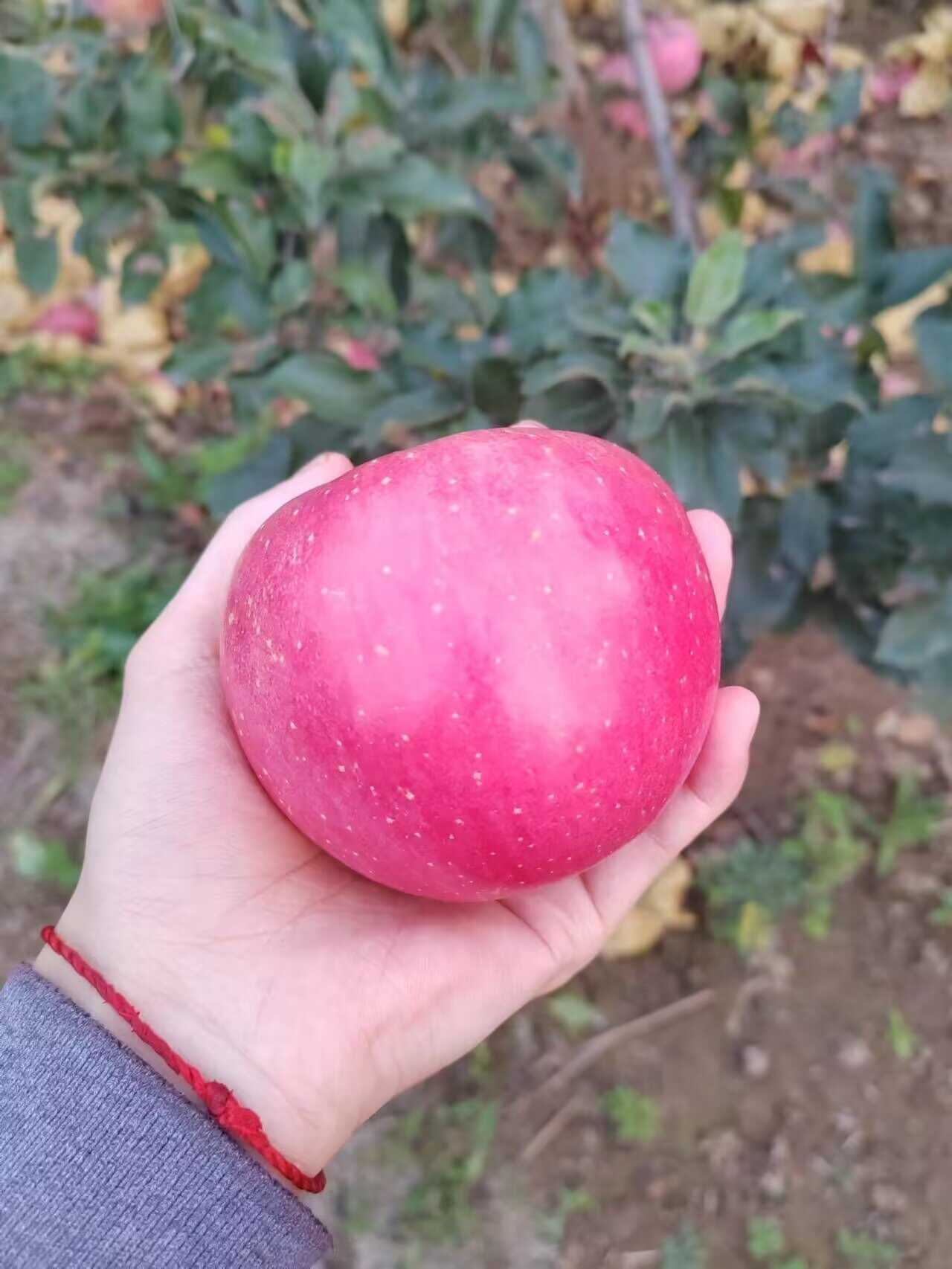 陕西红富士脆甜多汁苹果