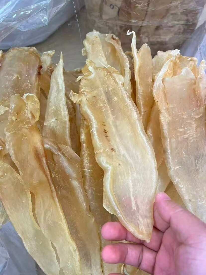 巴西北海母 精选漂亮货 厚肉囗感胶质好 5头