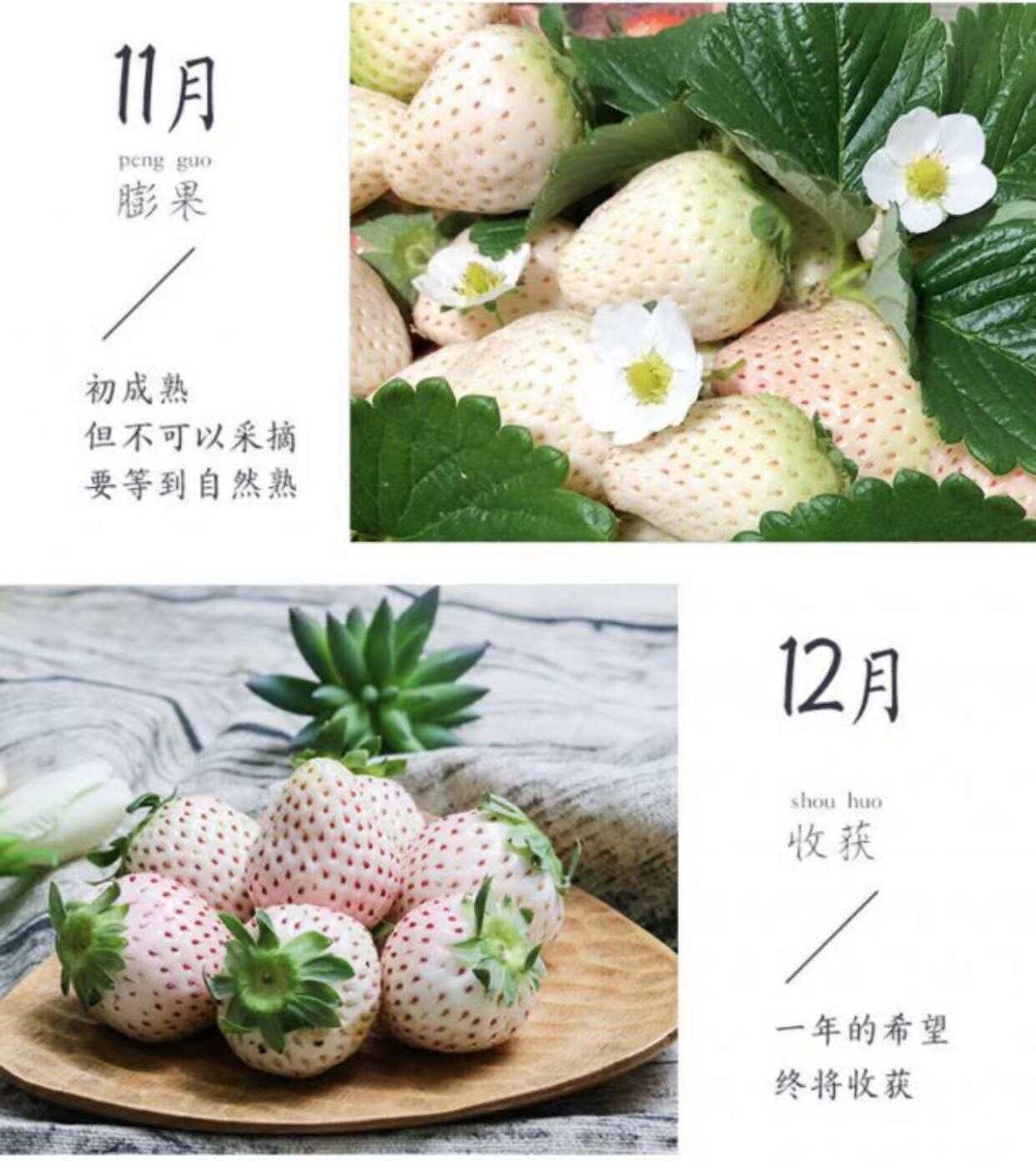 顺丰包邮淡雪天使白草莓白雪公主白草莓香甜草莓当季水果新鲜现摘