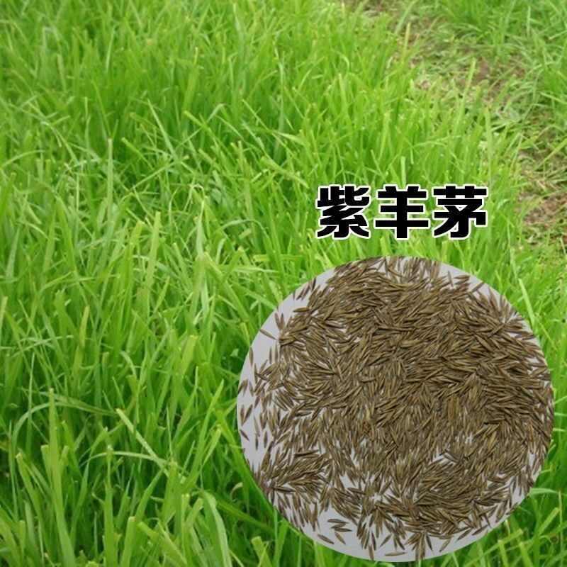 紫羊茅草籽庭院别墅护坡牧草长青耐寒耐热 四季简单易播草坪种子