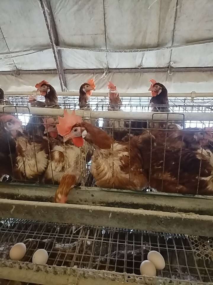 河北邯郸曲周县淘汰鸡产地直供