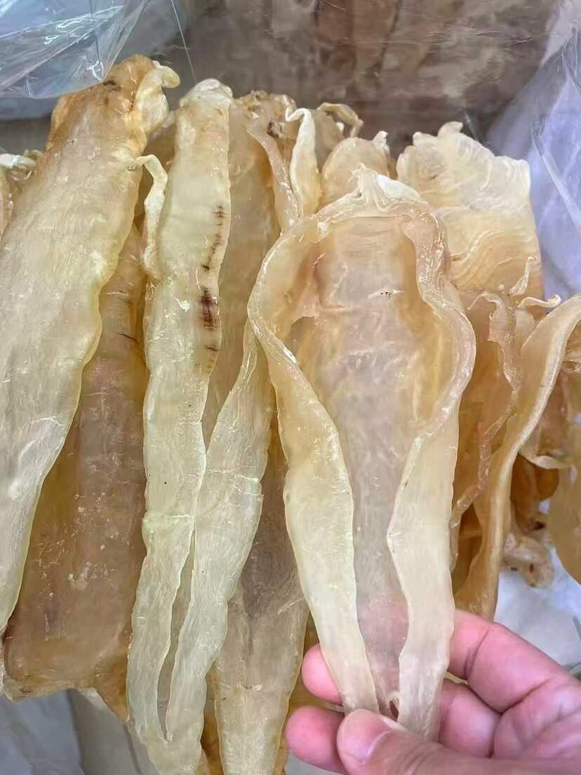 巴西北海母 精选漂亮货 厚肉囗感胶质好 5头