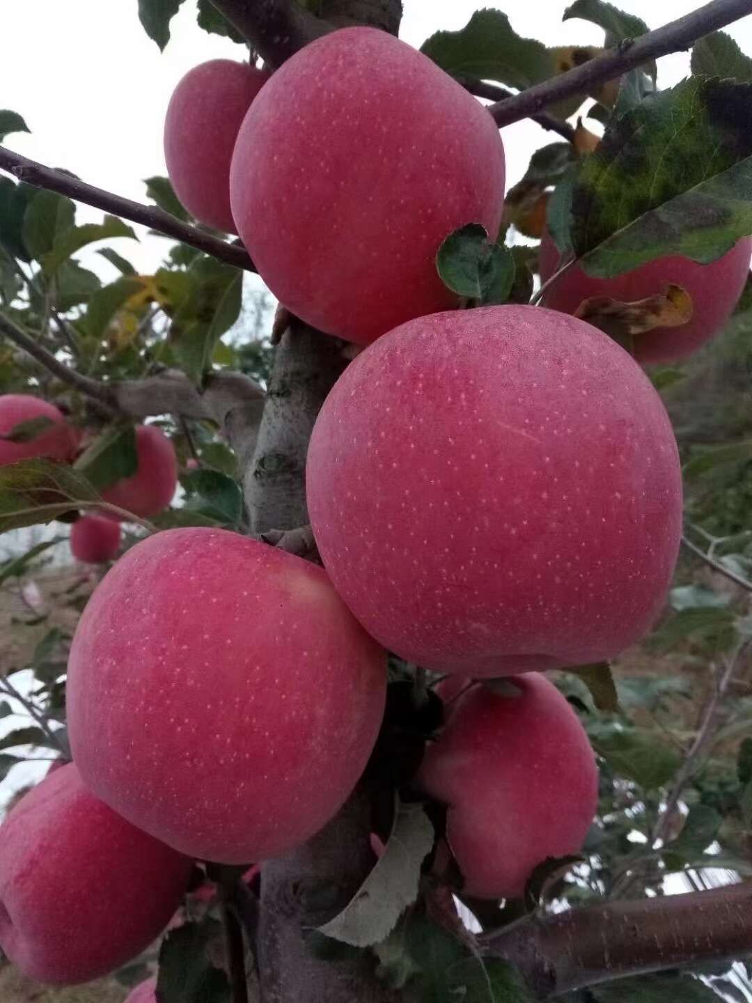 甘肃天水秦安红富士苹果产地直发