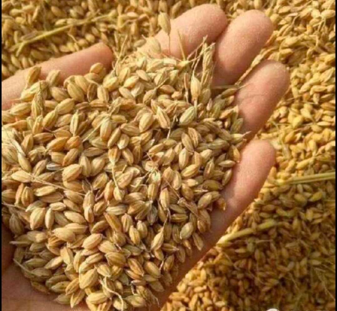 湖北省汉川市珍珠糯稻谷