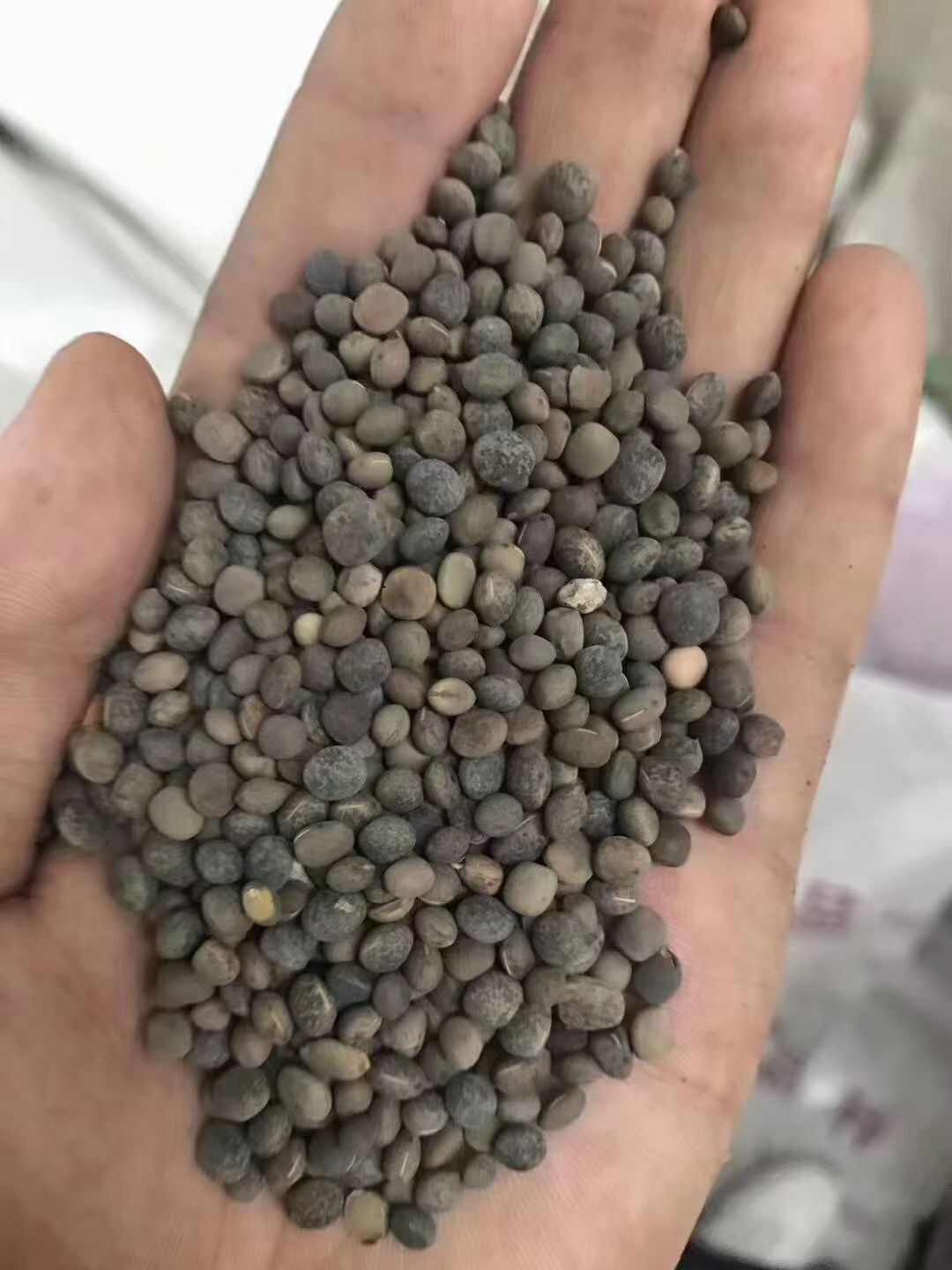 柔毛草籽苕子果园野豌豆紫花毛苕子绿肥牧草蜜源箭筈豌豆子批发