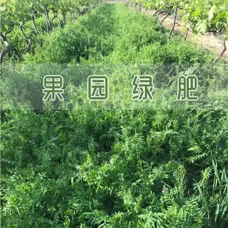 柔毛草籽苕子果园野豌豆紫花毛苕子绿肥牧草蜜源箭筈豌豆子批发