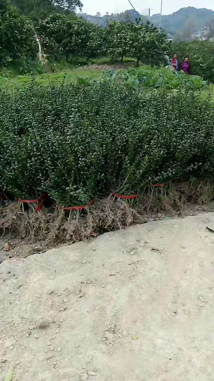 龟甲冬青 湖南怀化 25到30公分 产地直销