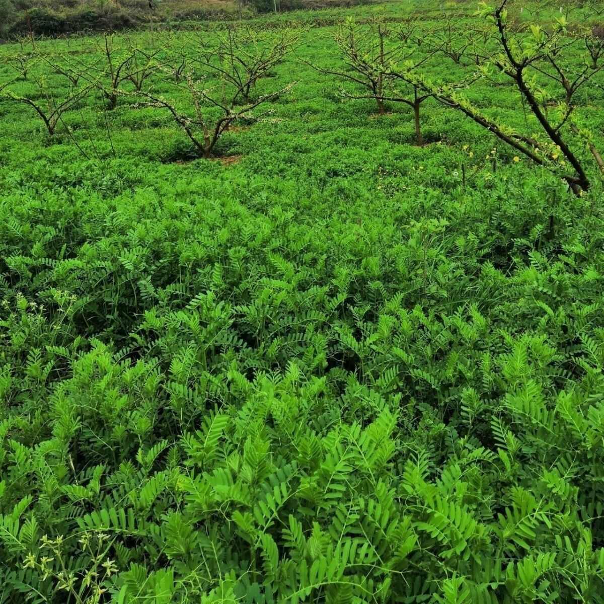 柔毛草籽苕子果园野豌豆紫花毛苕子绿肥牧草蜜源箭筈豌豆子批发