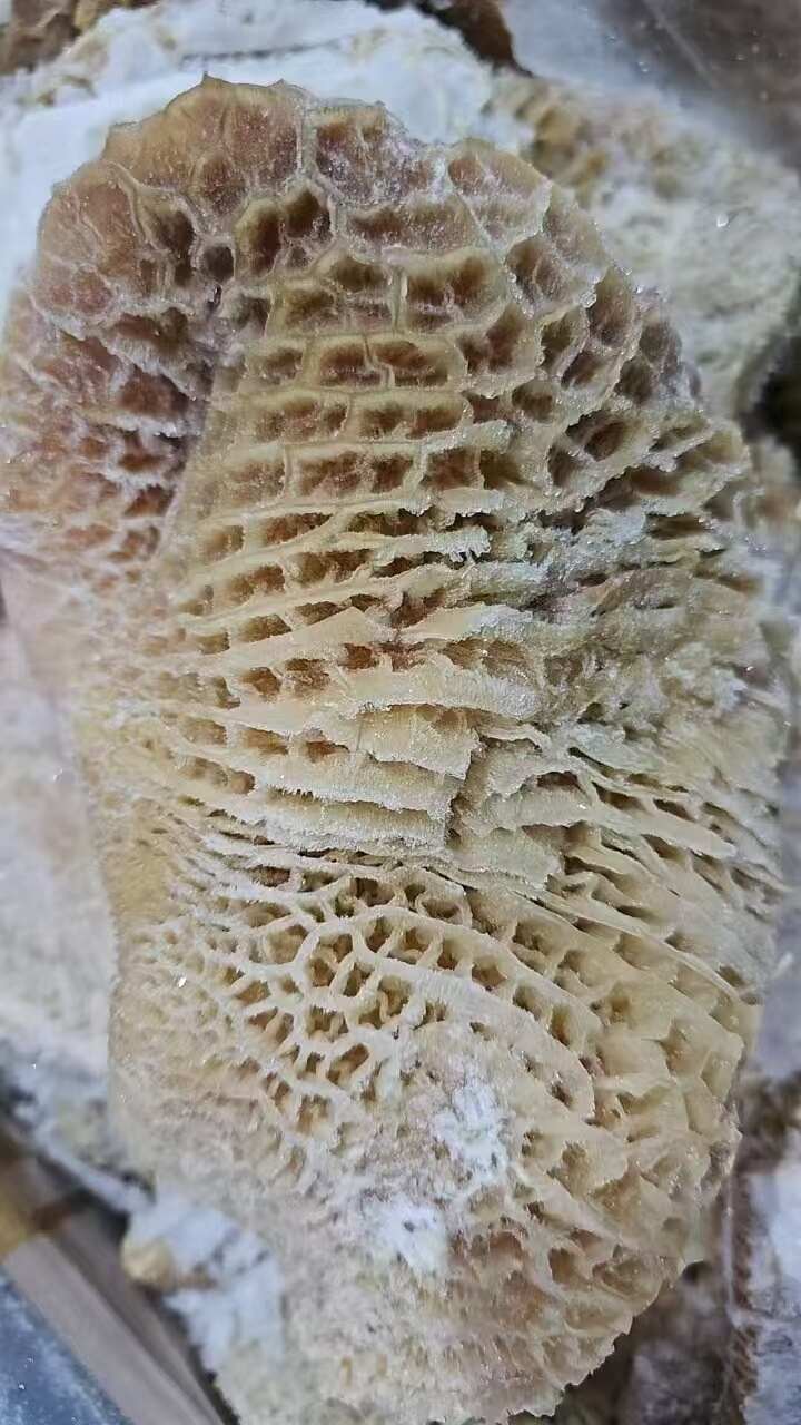 乌拉圭379厂金钱肚