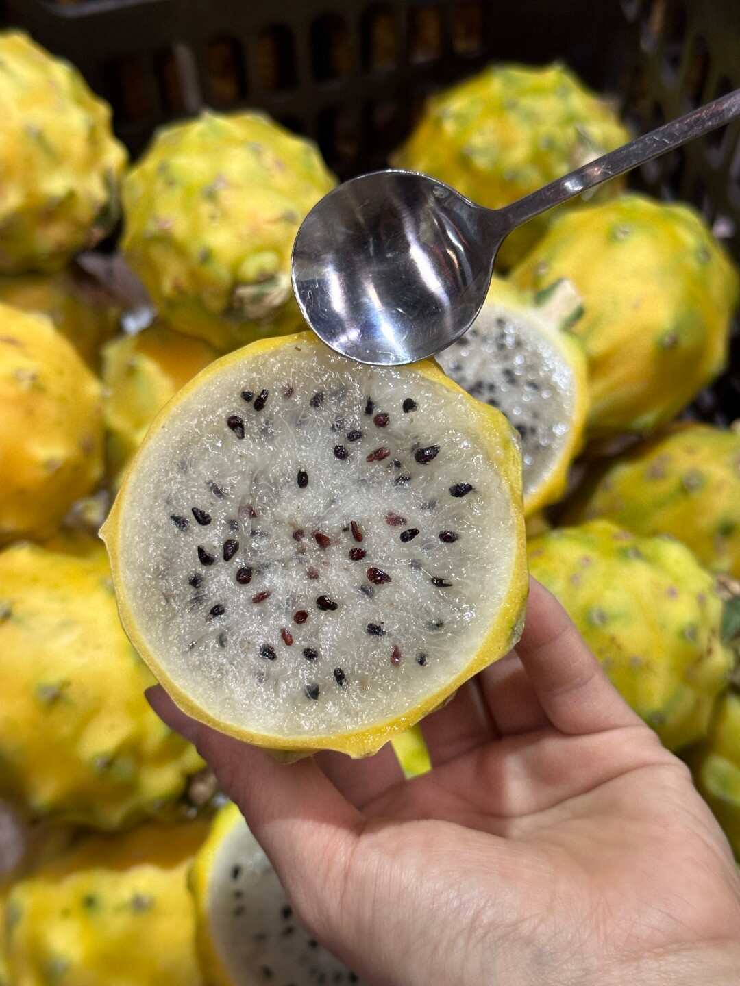 批发/一件代发货云南燕窝果 新鲜热带水果 火龙果优选