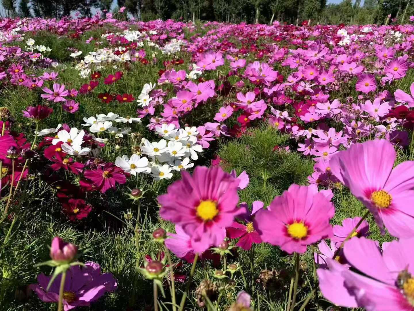 波斯菊花种子格桑花种子阳台庭院室外花海四季易种活易开花