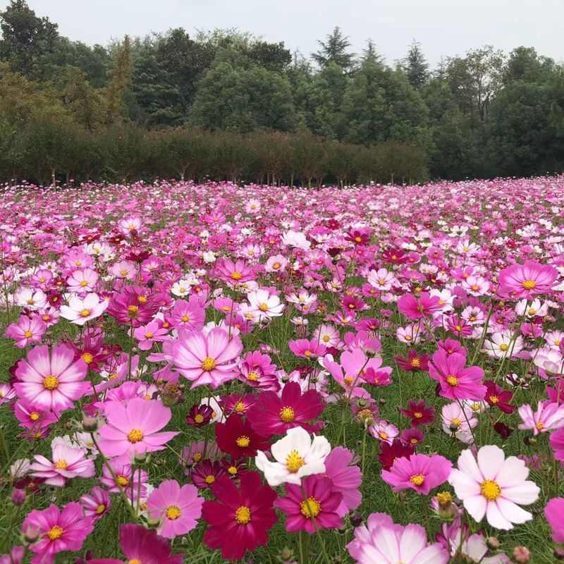 波斯菊花种子格桑花种子阳台庭院室外花海四季易种活易开花