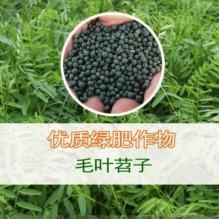 柔毛草籽苕子果园野豌豆紫花毛苕子绿肥牧草蜜源箭筈豌豆子批发