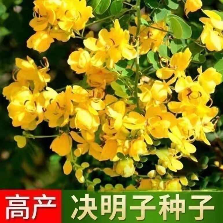 决明子种子四季播种耐寒耐旱山体复绿护坡常用品种