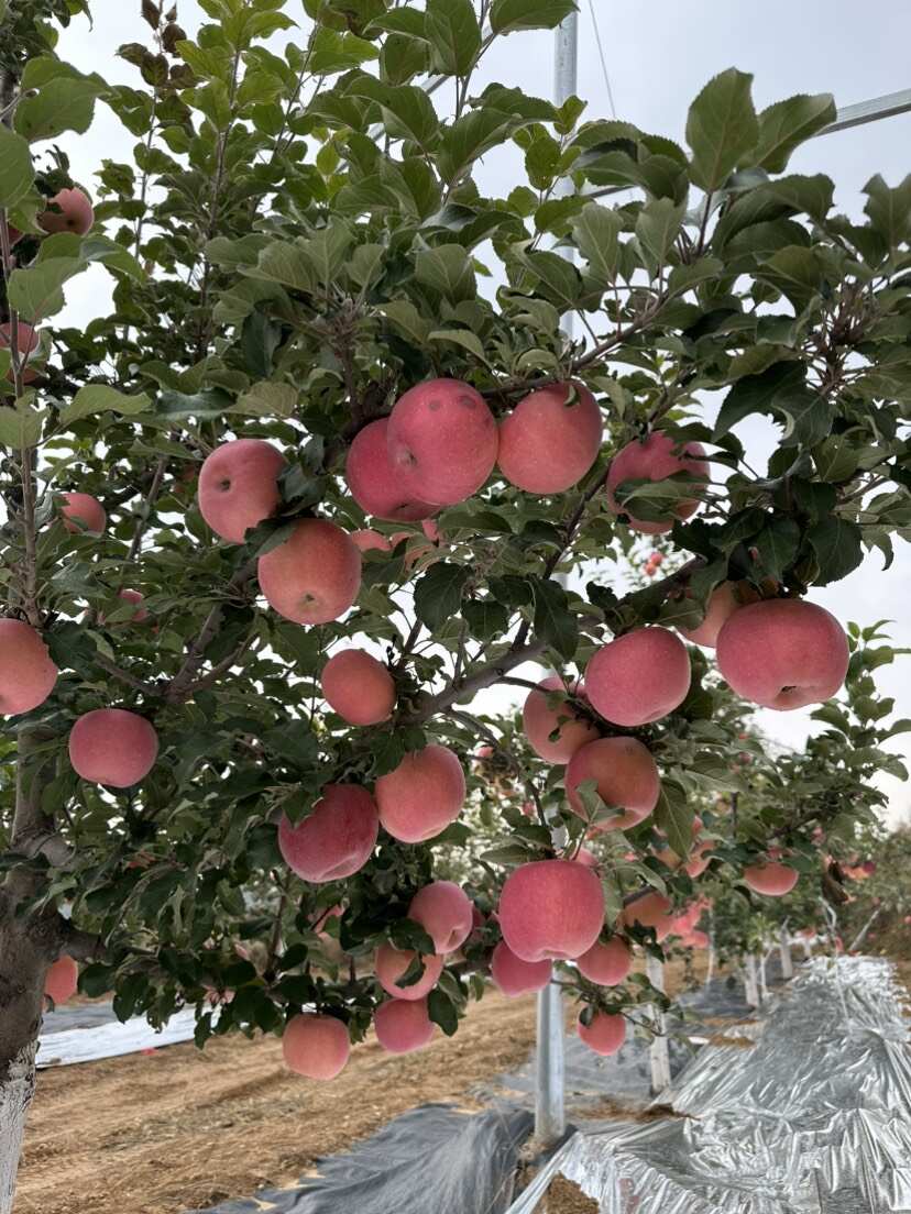 陕北山地苹果