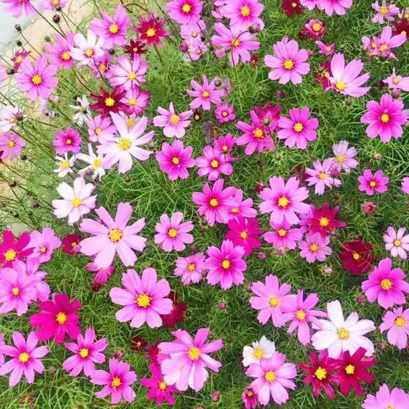 波斯菊花种子格桑花种子阳台庭院室外花海四季易种活易开花