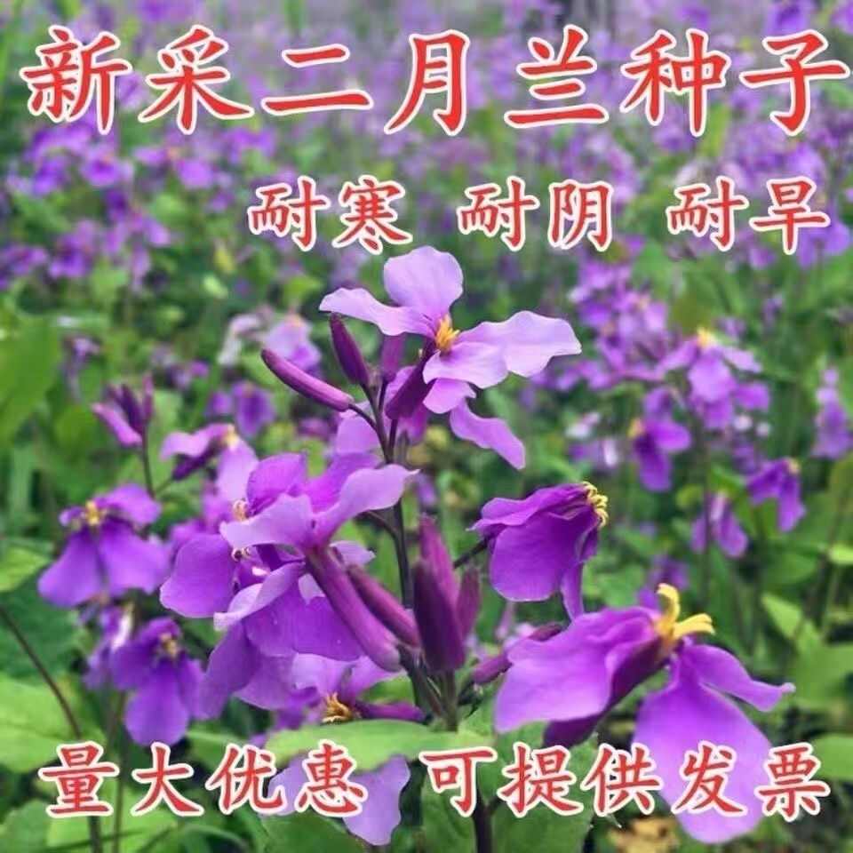 二月兰种子耐寒耐阴冬季耐寒室外植物四季诸葛菜菜子