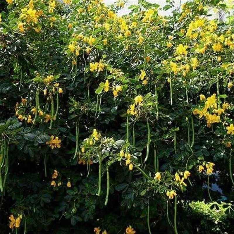 决明子种子四季播种耐寒耐旱山体复绿护坡常用品种