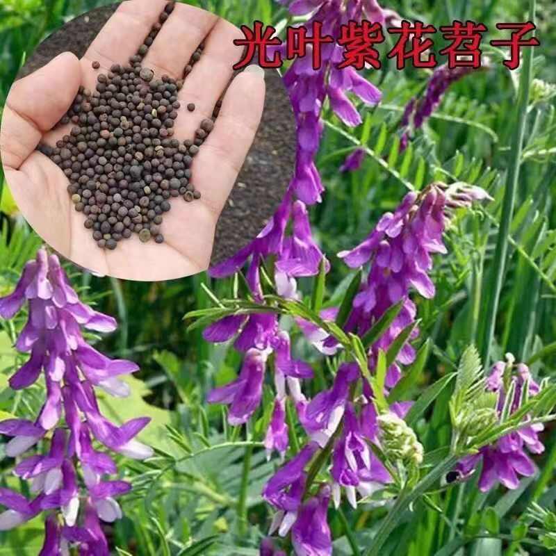 柔毛草籽苕子果园野豌豆紫花毛苕子绿肥牧草蜜源箭筈豌豆子批发